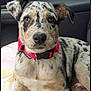 dog, puppy, spotted, red_collar, pet, animal, canine, indoor, blanket, car_interior, cute, young, fur, ears, nose, eyes, resting, mammal, companion, domestic