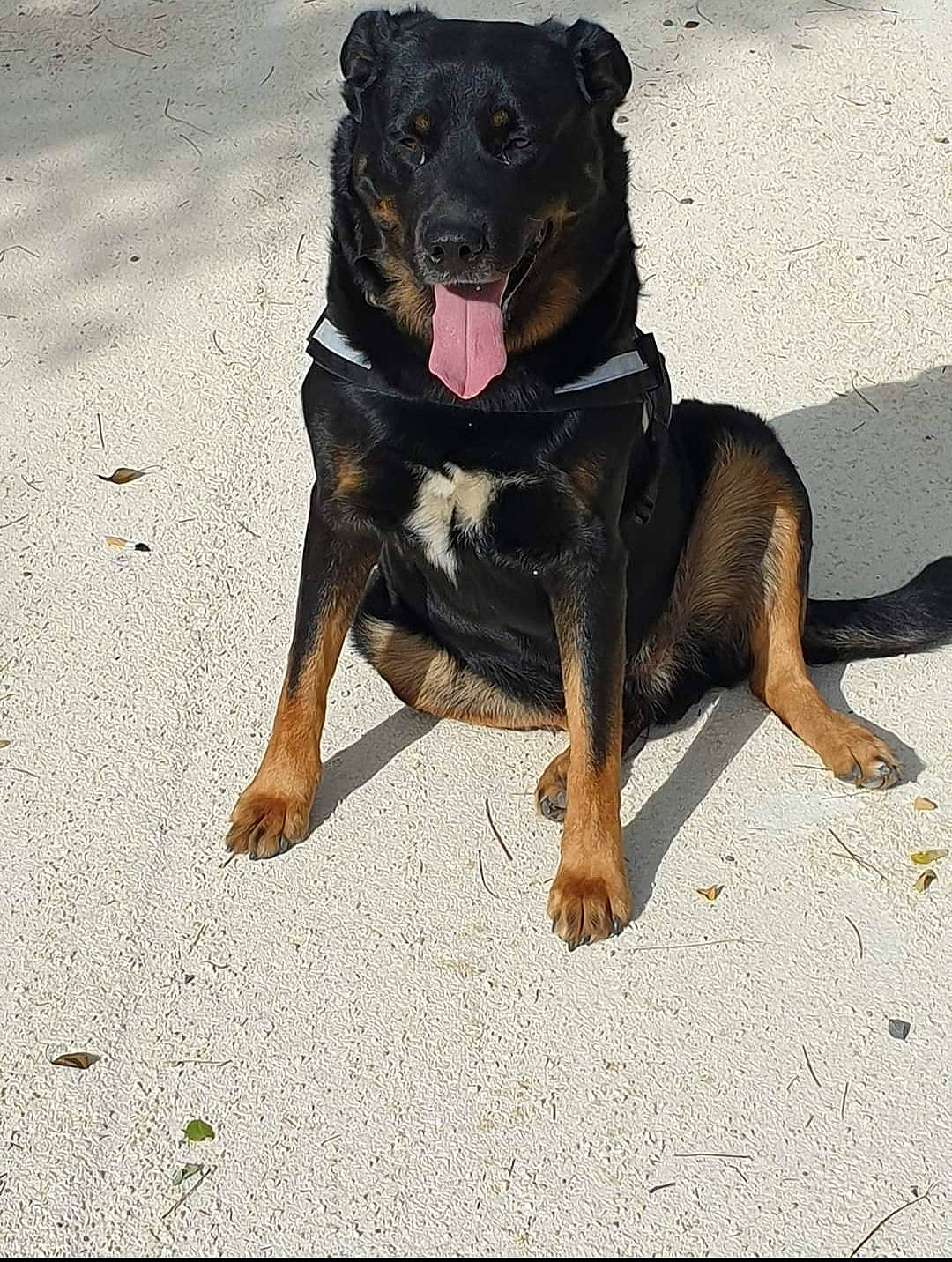 Capone participe au concours pour gagner de l'argent avec cette photo : canidae, carnivore, collar, companion_dog, dog, dog_breed, dog_collar, fawn, foot, guard_dog, hound, paw, pinscher, rottweiler, sleeveless_shirt, snout, sporting_group, tail, working_animal, working_dog