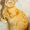 cat, orange_tabby, blue_eyes, curled_up, floor, tile, pet, feline, fur, whiskers, cute, domestic_animal, indoor, animal, portrait, looking_up, playful, relaxed, mammal, curious