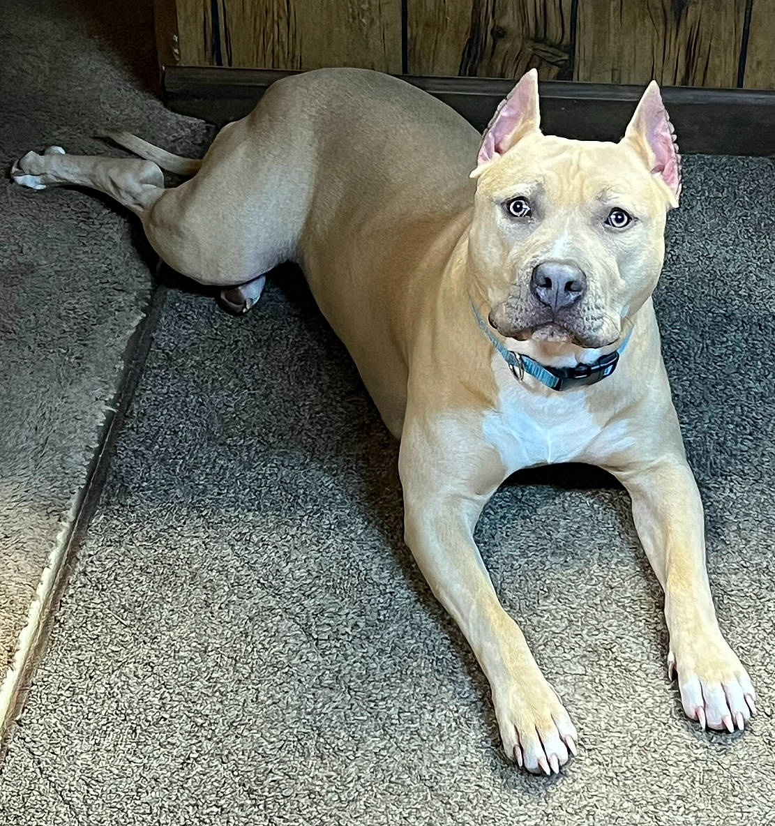 Boss joined the competition — help win amazing prizes! ancient_dog_breeds, canidae, carnivore, collar, companion_dog, dog, dog_breed, dog_collar, dog_supply, fawn, flooring, non_sporting_group, paw, puppy, snout, sporting_group, tail, toy_dog, wood, working_animal