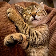 Bretzel a rejoint le concours — aidez-le/la à gagner de superbes lots ! cat, kitten, sleeping, tabby, paw, fur, cozy, blanket, closeup, cute, pet, indoor, relaxed, whiskers, feline, nap, soft, resting, domestic_cat, adorable