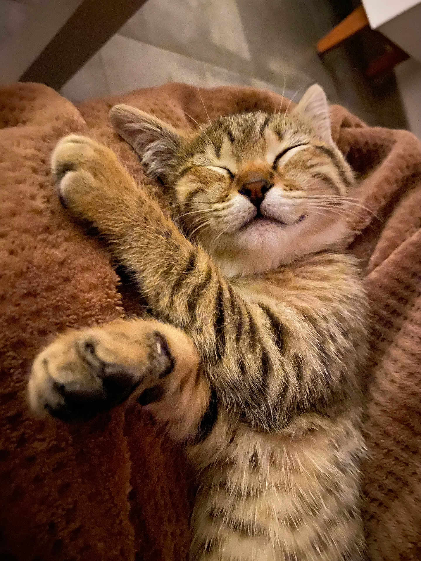 Bretzel a rejoint le concours — aidez-le/la à gagner de superbes lots ! cat, kitten, sleeping, tabby, paw, fur, cozy, blanket, closeup, cute, pet, indoor, relaxed, whiskers, feline, nap, soft, resting, domestic_cat, adorable