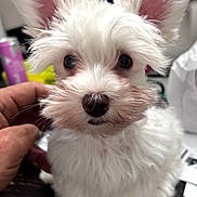 Sully is registered to the contest to win money with this photo: adorable, black_nose, close_up, cute, dark_eyes, dog, fluffy, grooming, human_hand, indoors, large_ears, long_hair, mustache, petting, pink_ears, portrait, puppy, small_dog, white_dog, wooden_surface