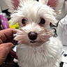 adorable, black_nose, close_up, cute, dark_eyes, dog, fluffy, grooming, human_hand, indoors, large_ears, long_hair, mustache, petting, pink_ears, portrait, puppy, small_dog, white_dog, wooden_surface