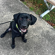 Sofie Perez is registered to the contest to win money with this photo: dog, black_dog, pet, leash, sitting, smiling, outdoor, concrete, bench, grass, happy, canine, collar, daylight, animal, friendly, young_dog, pavement, park, nature