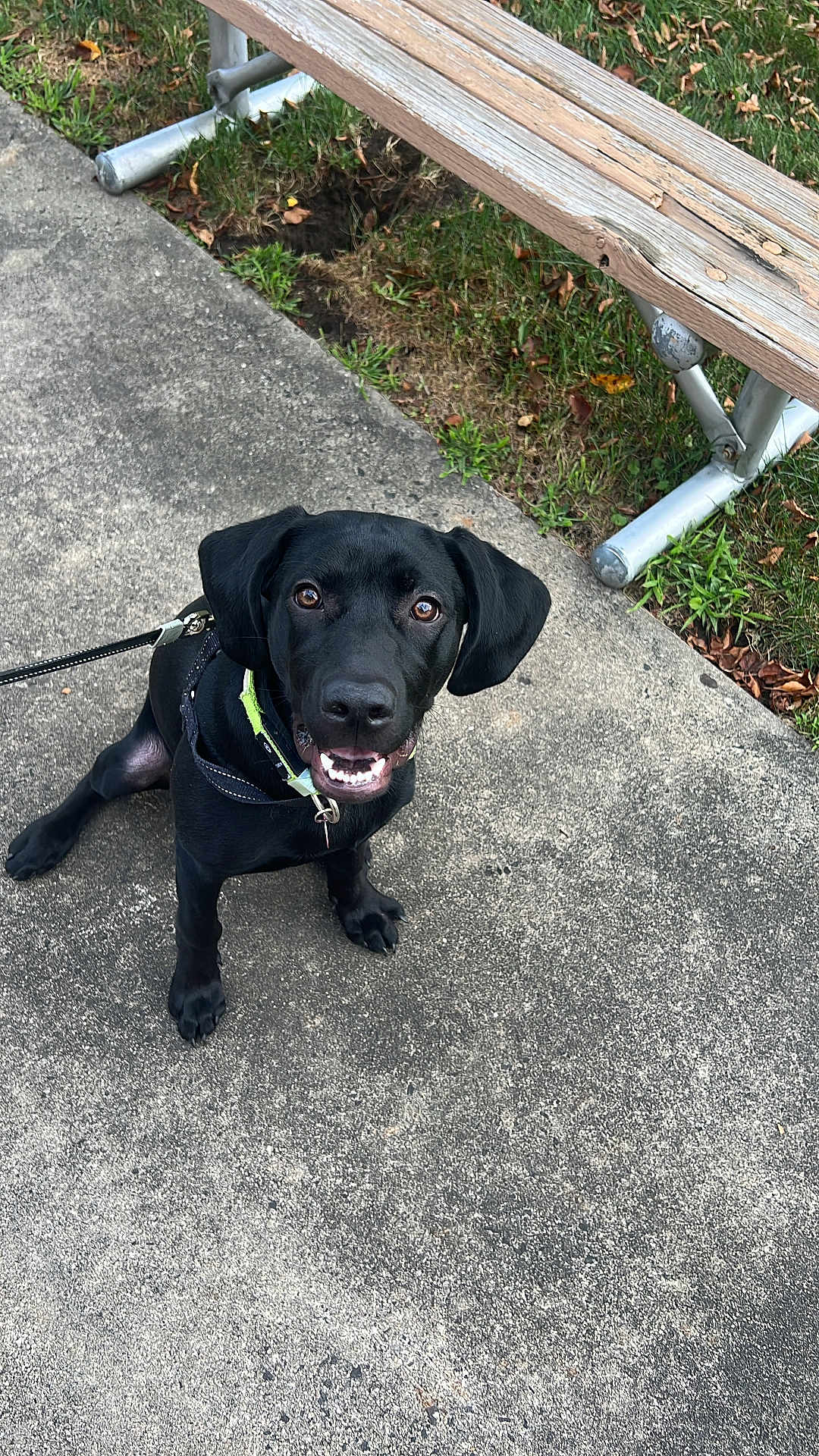 Sofie Perez is registered to the contest to win money with this photo: dog, black_dog, pet, leash, sitting, smiling, outdoor, concrete, bench, grass, happy, canine, collar, daylight, animal, friendly, young_dog, pavement, park, nature