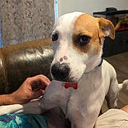 Petite Jaxx is registered to the contest to win money with this photo: animal, brown_patch, close_up, collar, couch, cute, dog, ears, fish_tank, floor, home, indoor, lap, leather_furniture, looking, nose, person_hand, pet, sitting, white_fur