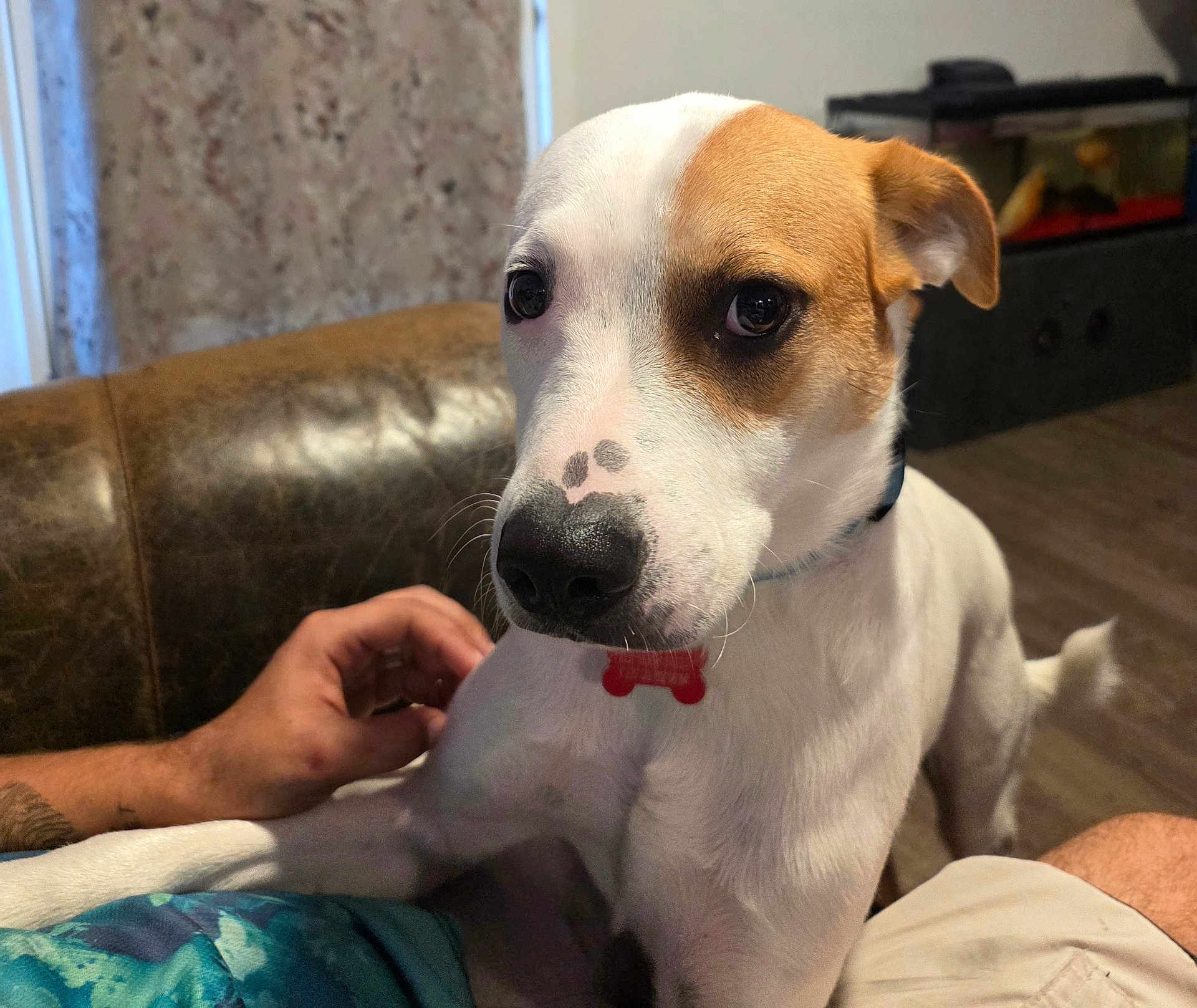 Petite Jaxx is registered to the contest to win money with this photo: animal, brown_patch, close_up, collar, couch, cute, dog, ears, fish_tank, floor, home, indoor, lap, leather_furniture, looking, nose, person_hand, pet, sitting, white_fur