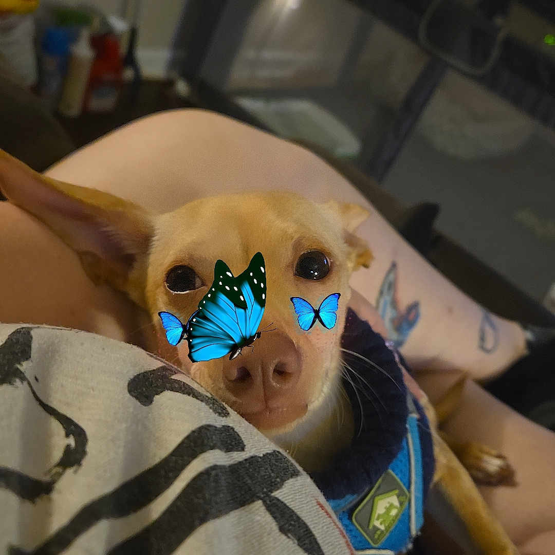 Zander Thomas joined the competition — help win amazing prizes! accessories, animal, baby, blanket, bodypart, canine, chihuahua, clothing, computerhardware, dog, electronics, finger, hand, hardware, hat, monitor, person, pet, puppy, screen