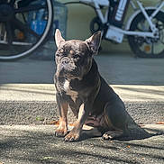 Denali joined the competition — help win amazing prizes! dog, french_bulldog, pet, animal, sitting, sunlight, outdoor, concrete, step, bicycle, wheel, shadow, water_cooler, blurred_background, daylight, ears, paws, fur, expression, companion
