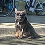 dog, french_bulldog, pet, animal, sitting, sunlight, outdoor, concrete, step, bicycle, wheel, shadow, water_cooler, blurred_background, daylight, ears, paws, fur, expression, companion