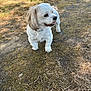 animal, canine, collar, curious, daylight, dog, dry_grass, ears, fur, grass, ground, happy, moss, nature, outdoor, pet, side_view, standing, sunlight, white_dog
