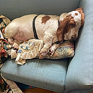 Huckleberry joined the competition — help win amazing prizes! dog, basset_hound, sleeping, couch, pillow, quilt, indoor, pet, relaxed, brown_and_white, fur, canine, resting, domestic, home, wooden_floor, furniture, cozy, animal, napping