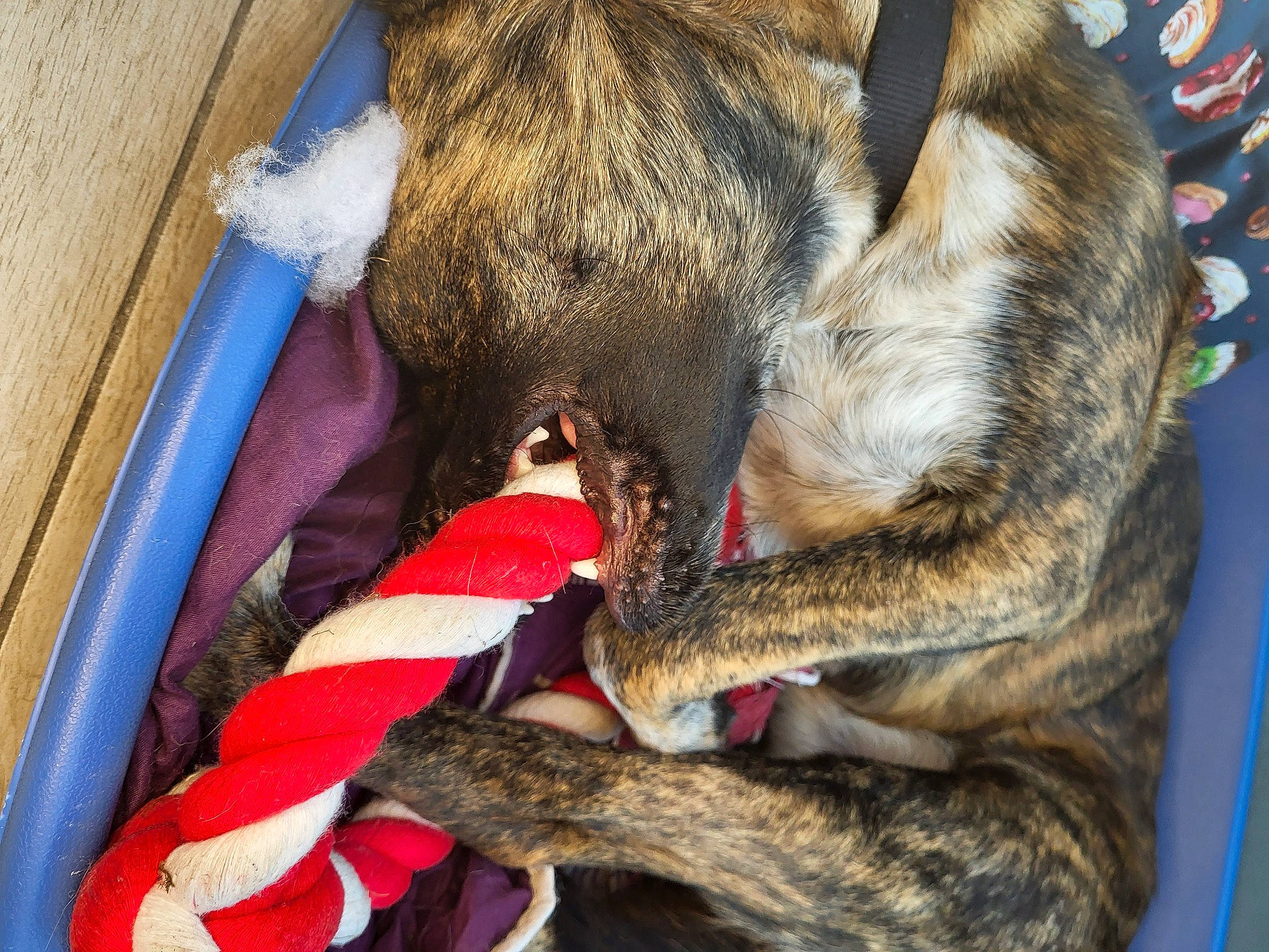 Ayax participe au concours pour gagner de l'argent avec cette photo : canidae, carnivore, collar, comfort, companion_dog, dog, dog_breed, dog_collar, fawn, felidae, fur, mammal, paw, small_to_medium_sized_cats, snout, sporting_group, tail, vertebrate, whiskers, working_animal