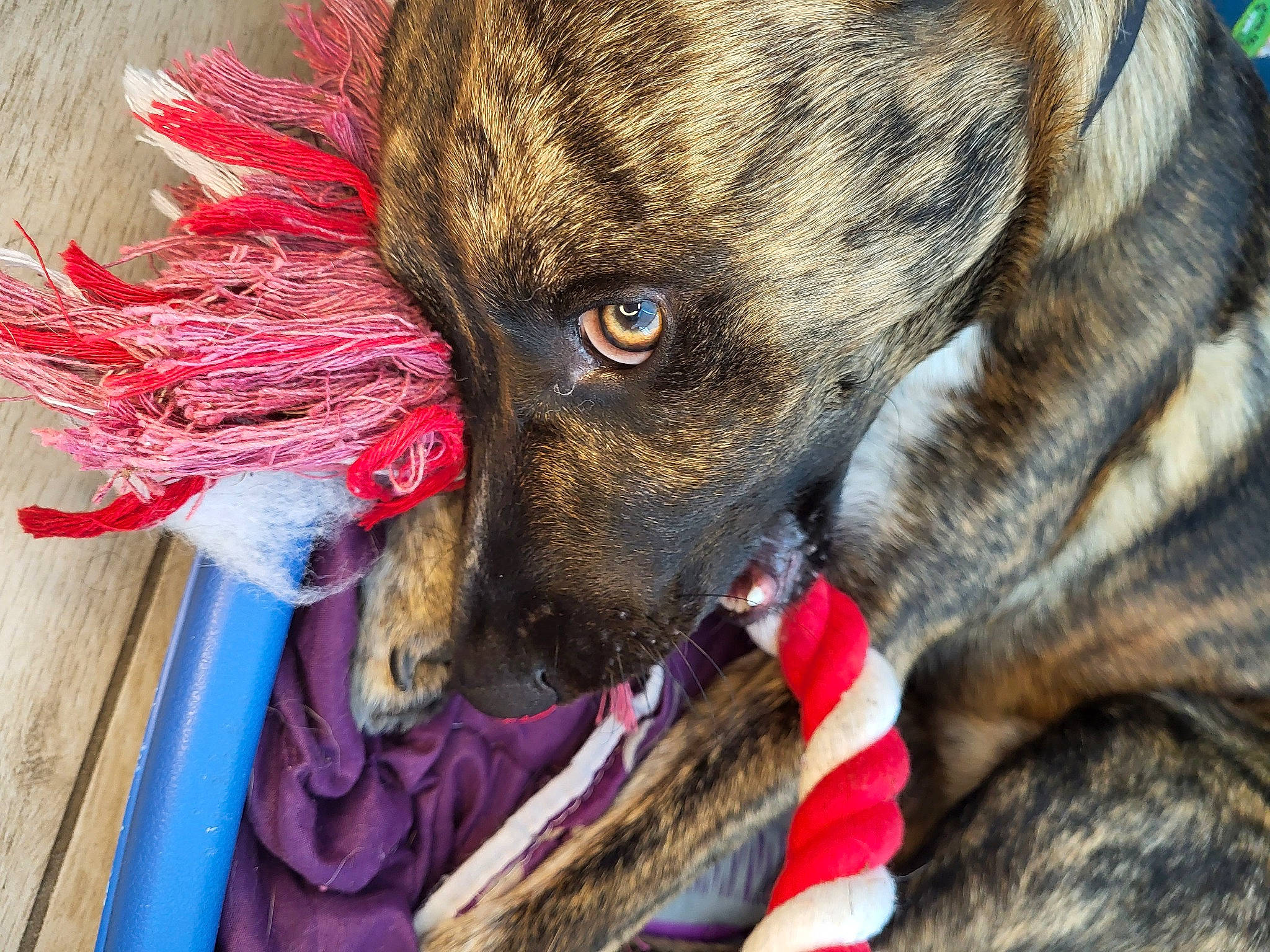 Ayax participe au concours pour gagner de l'argent avec cette photo : canidae, carnivore, collar, companion_dog, dog, dog_breed, dog_collar, dog_supply, ear, fawn, fur, guard_dog, leash, liver, magenta, pet_supply, snout, sporting_group, whiskers, working_animal