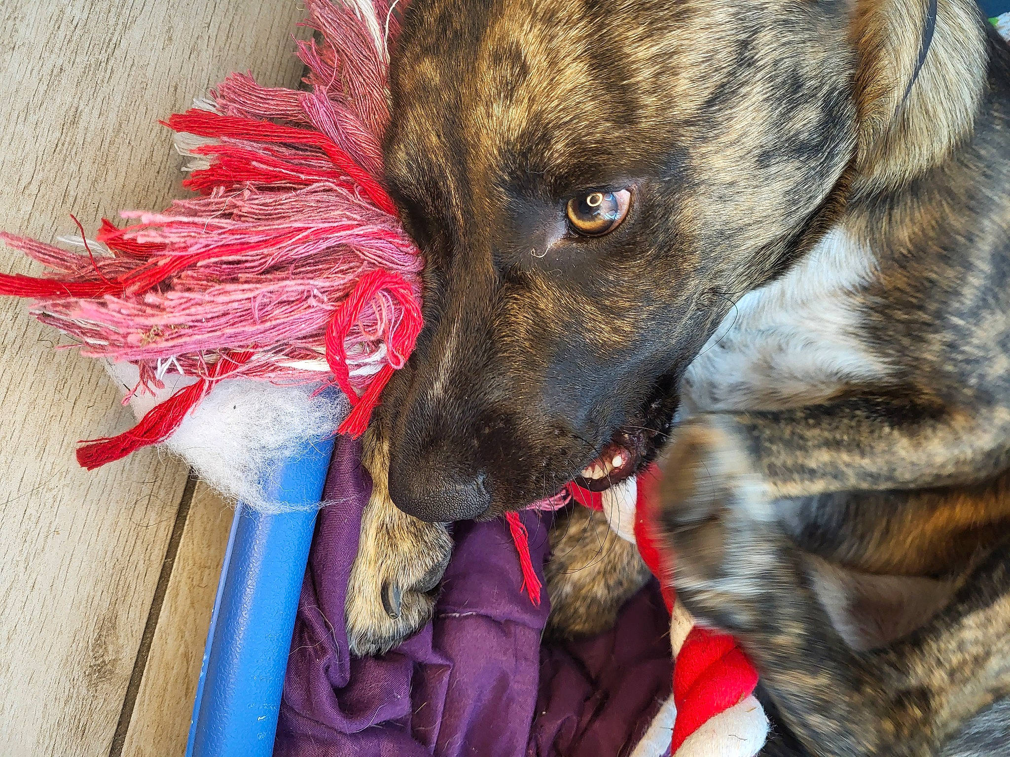 Ayax participe au concours pour gagner de l'argent avec cette photo : borador, canidae, carnivore, collar, companion_dog, dog, dog_breed, dog_collar, dog_supply, fawn, fur, guard_dog, leash, liver, pet_supply, snout, sporting_group, whiskers, working_animal, working_dog