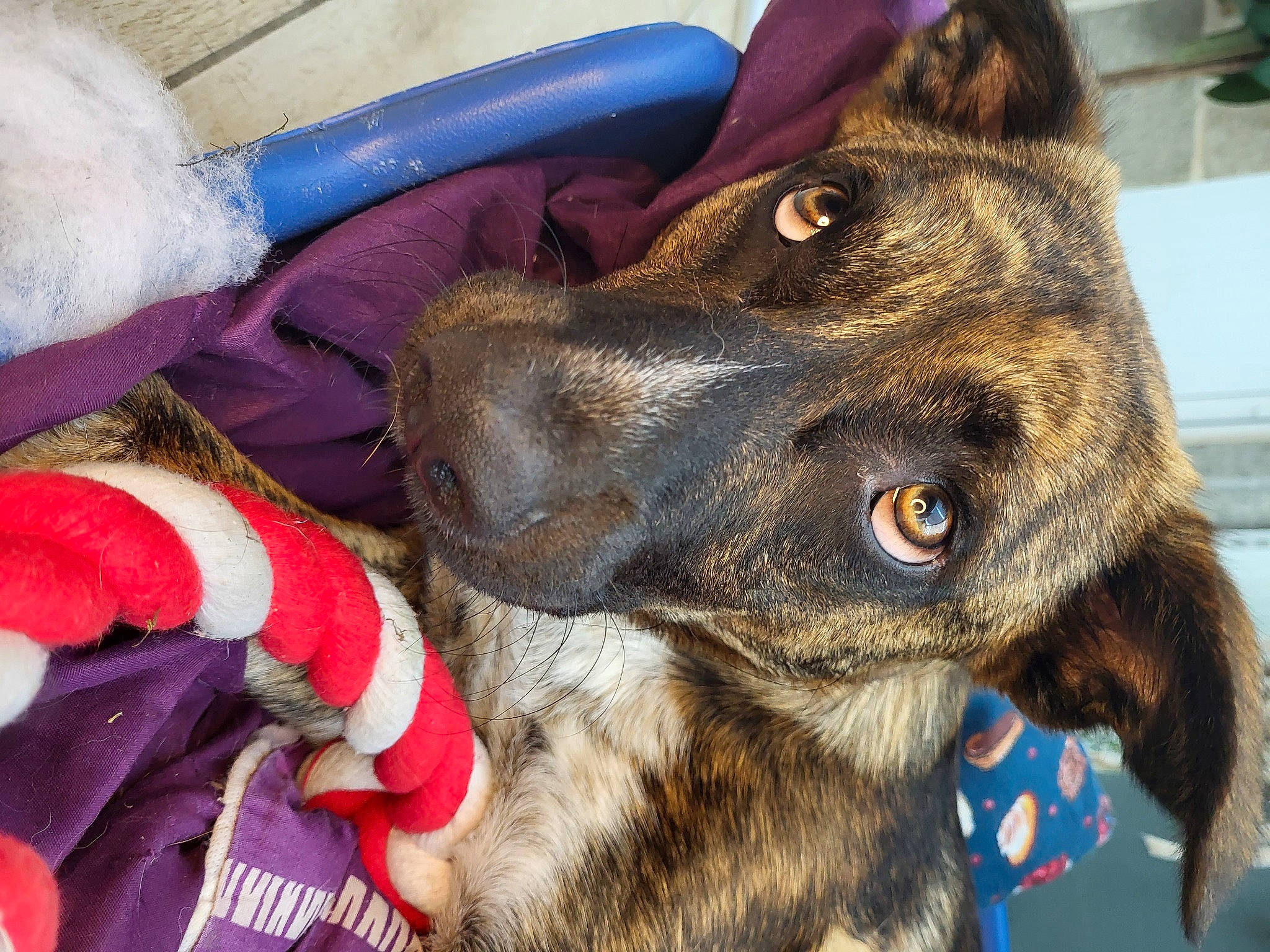 Ayax a rejoint le concours — aidez-le/la à gagner de superbes lots ! canidae, carmine, carnivore, collar, companion_dog, dog, dog_breed, dog_collar, ear, electric_blue, fawn, fur, guard_dog, leash, liver, snout, sporting_group, whiskers, working_animal, working_dog