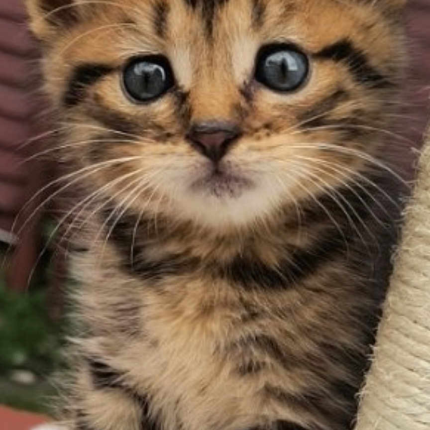 Gizmo