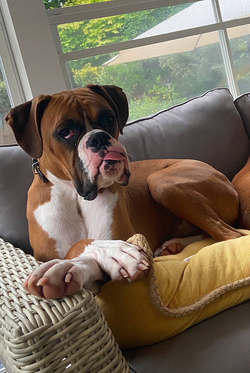 Titan is registered to the contest to win money with this photo: australian_bulldog, boxer, bulldog, canidae, carnivore, companion_dog, dog, dog_breed, fawn, mammal, non_sporting_group, old_english_bulldog, olde_english_bulldogge, puppy, puppy_love, rare_breed_dog, snout, sporting_group, valley_bulldog, vertebrate