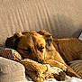 dog, sleeping, couch, pillow, blanket, cozy, indoor, pet, fur, resting, sunlight, brown_dog, relaxing, home, animal, canine, furniture, comfort, nap, domestic