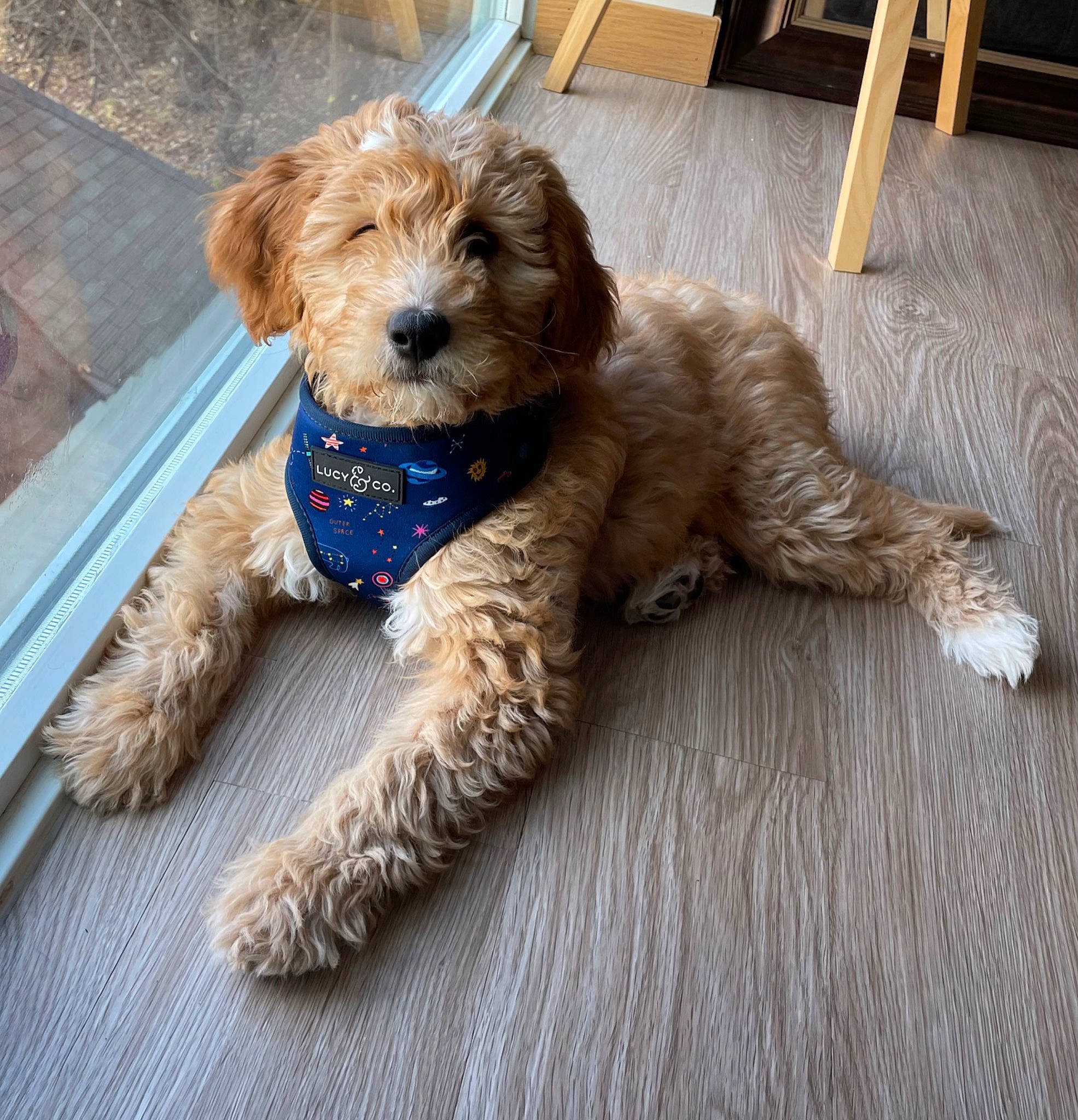 Gibson joined the competition — help win amazing prizes! canidae, carnivore, collar, companion_dog, dog, dog_breed, dog_collar, dog_supply, fawn, fur, liver, small_terrier, snout, sporting_group, terrier, toy, toy_dog, water_dog, wood, working_animal