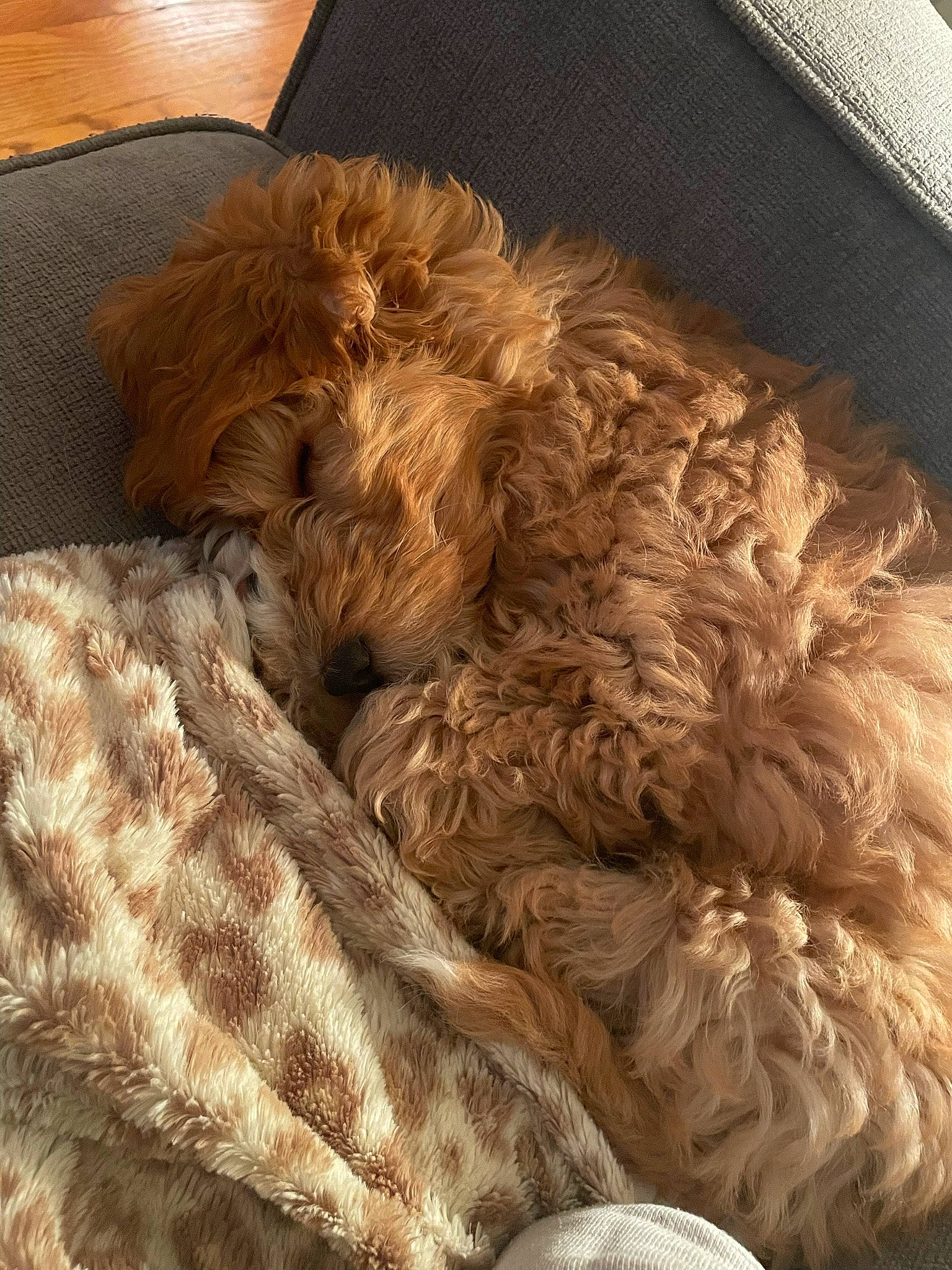 Gibson joined the competition — help win amazing prizes! bedding, canidae, carnivore, comfort, companion_dog, dog, dog_breed, dog_supply, fawn, felidae, fur, linens, liver, nap, sleep, sporting_group, tail, terrier, toy_dog, working_animal