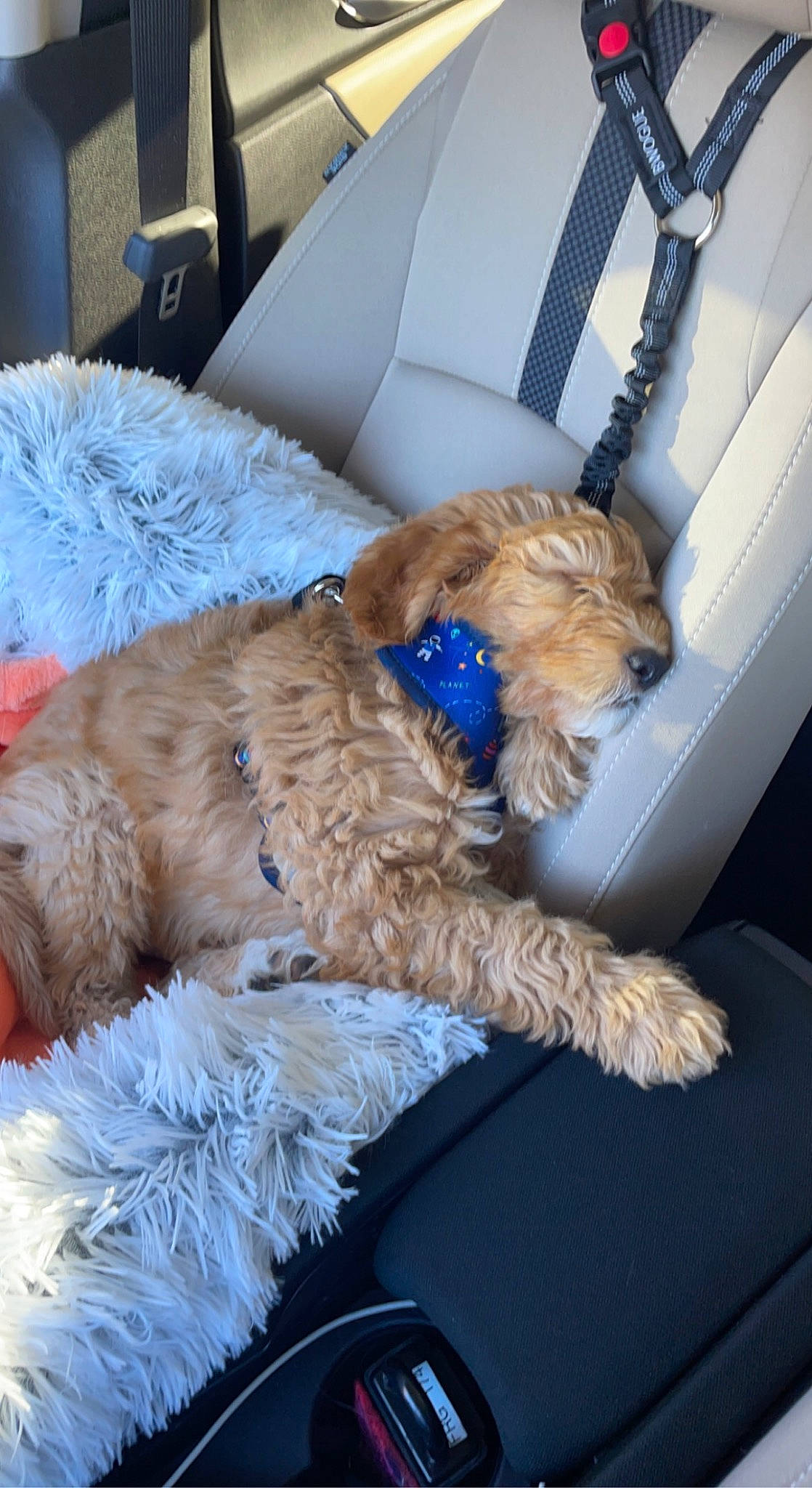 Gibson is registered to the contest to win money with this photo: canidae, car_seat, carnivore, chair, collar, comfort, companion_dog, dog, dog_breed, dog_collar, dog_supply, fawn, fur, liver, pet_supply, sporting_group, terrier, toy_dog, vehicle, working_animal