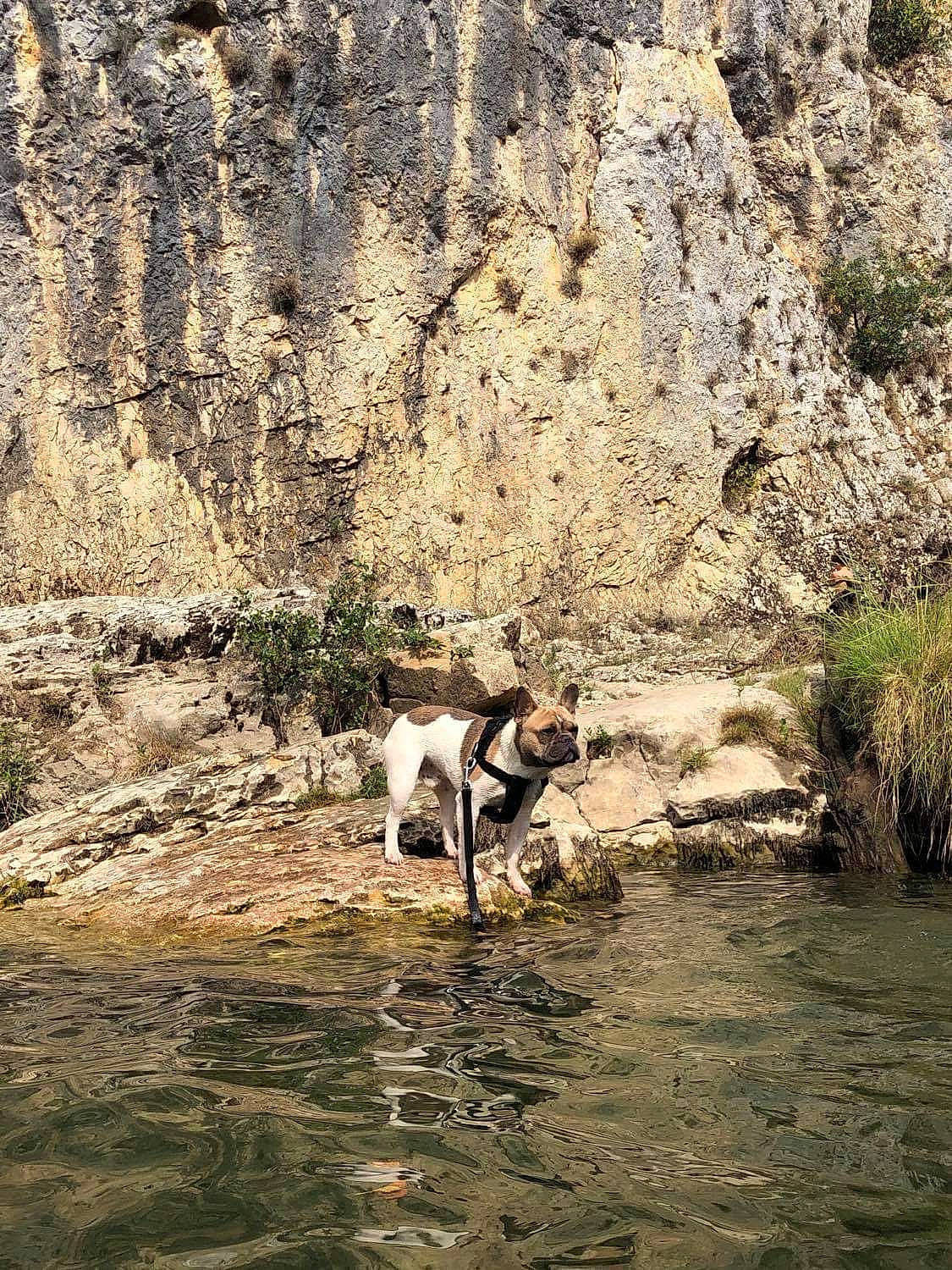 Padawan a rejoint le concours — aidez-le/la à gagner de superbes lots ! bedrock, canidae, companion_dog, dog_breed, fluvial_landforms_of_streams, formation, outcrop, pack_animal, riparian_zone, river, stream, water_resources, watercourse, working_animal