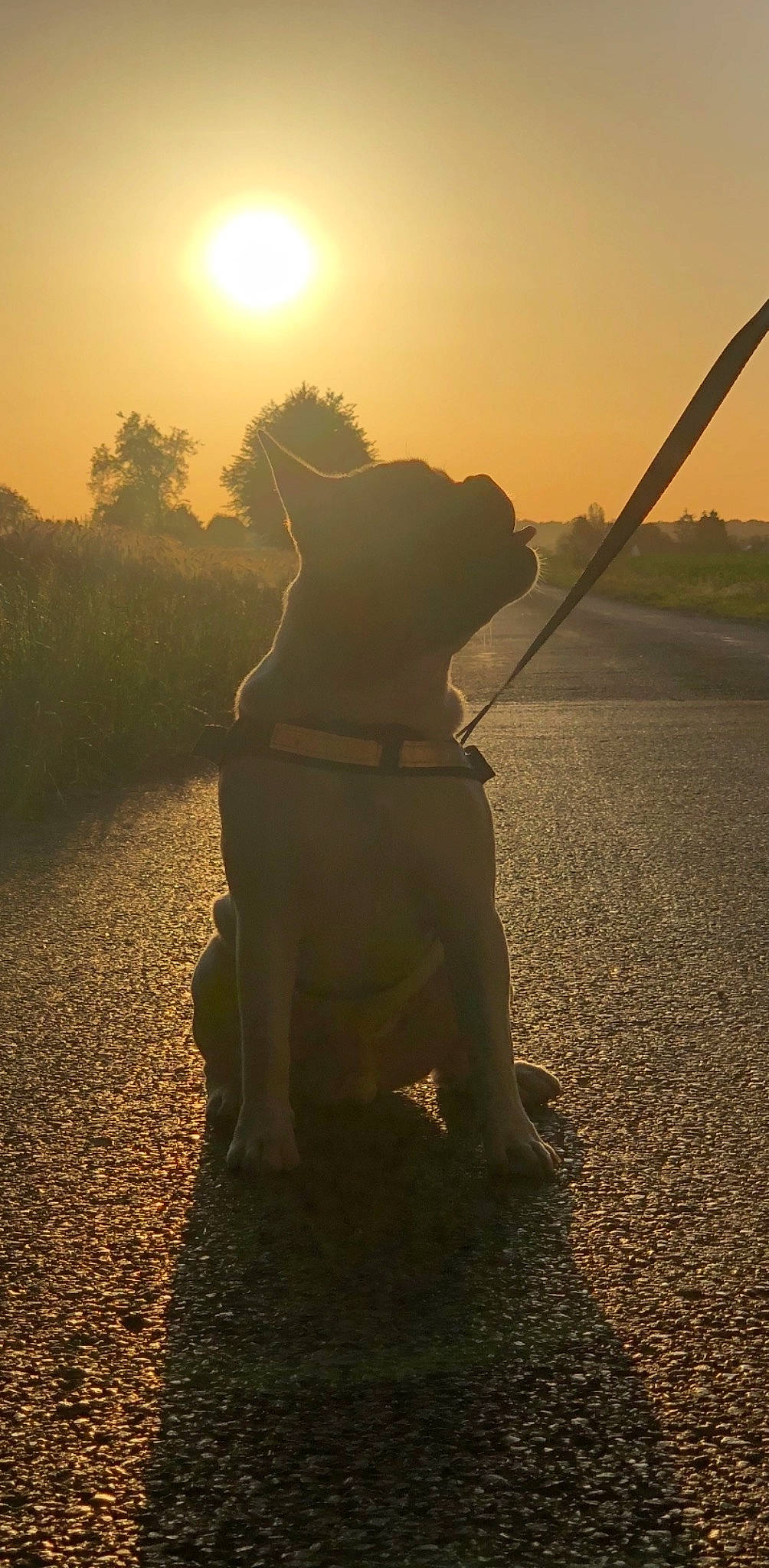 Padawan participe au concours pour gagner de l'argent avec cette photo : astronomical_object, backlighting, canidae, carnivore, collar, companion_dog, dog, dog_breed, dog_collar, hunting_dog, leash, lens_flare, morning, shadow, sporting_group, sun, sunlight, sunrise, tail, working_animal