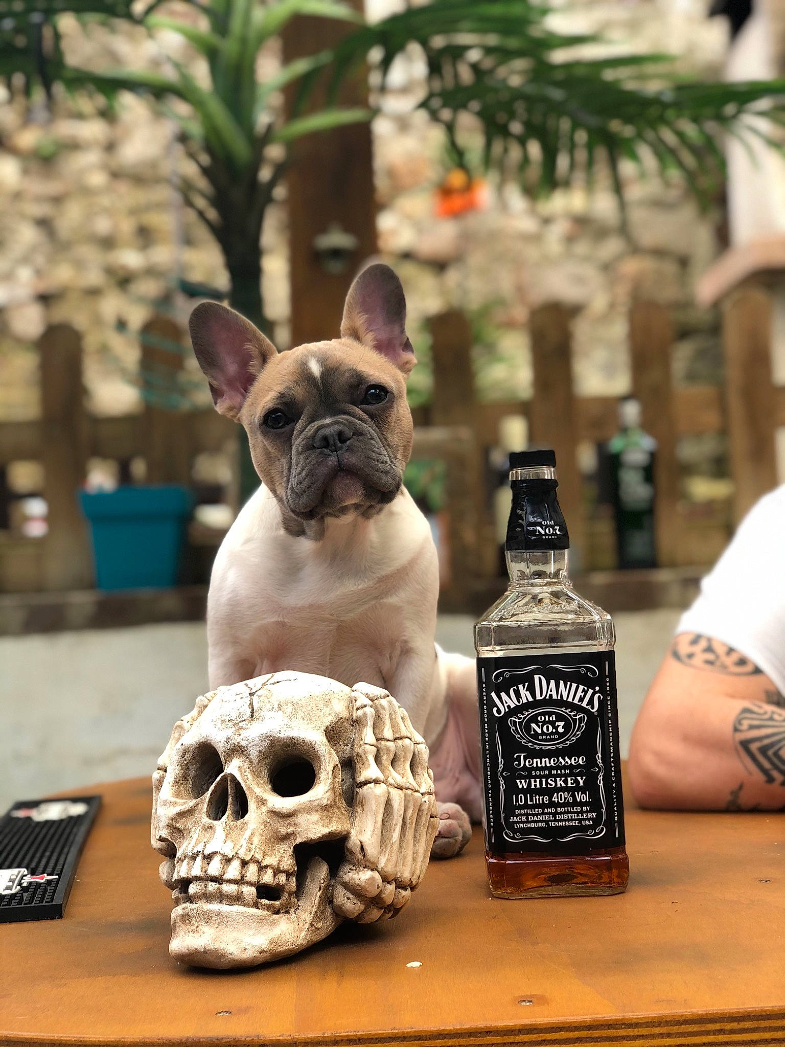 Padawan a rejoint le concours — aidez-le/la à gagner de superbes lots ! alcoholic_beverage, bone, bottle, bulldog, canidae, carnivore, distilled_beverage, dog, dog_breed, fawn, french_bulldog, glass_bottle, skull, snout, terrestrial_animal, toy, toy_dog, watch, working_animal, wrist