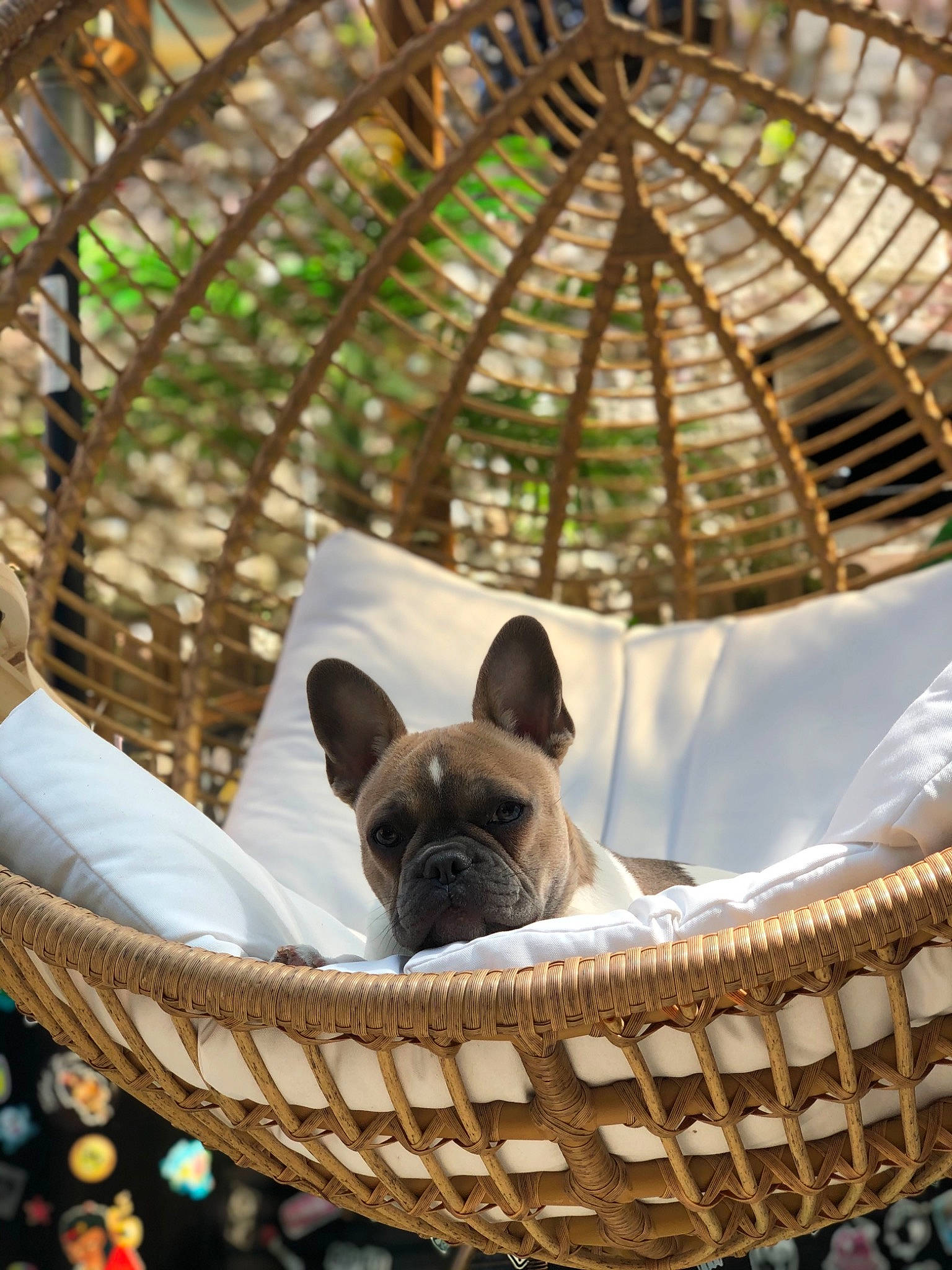 Padawan a rejoint le concours — aidez-le/la à gagner de superbes lots ! basket, bulldog, canidae, carnivore, companion_dog, daylighting, dog, dog_breed, fawn, french_bulldog, home_accessories, mesh, non_sporting_group, pet_supply, snout, storage_basket, terrestrial_animal, toy_dog, wicker, working_animal