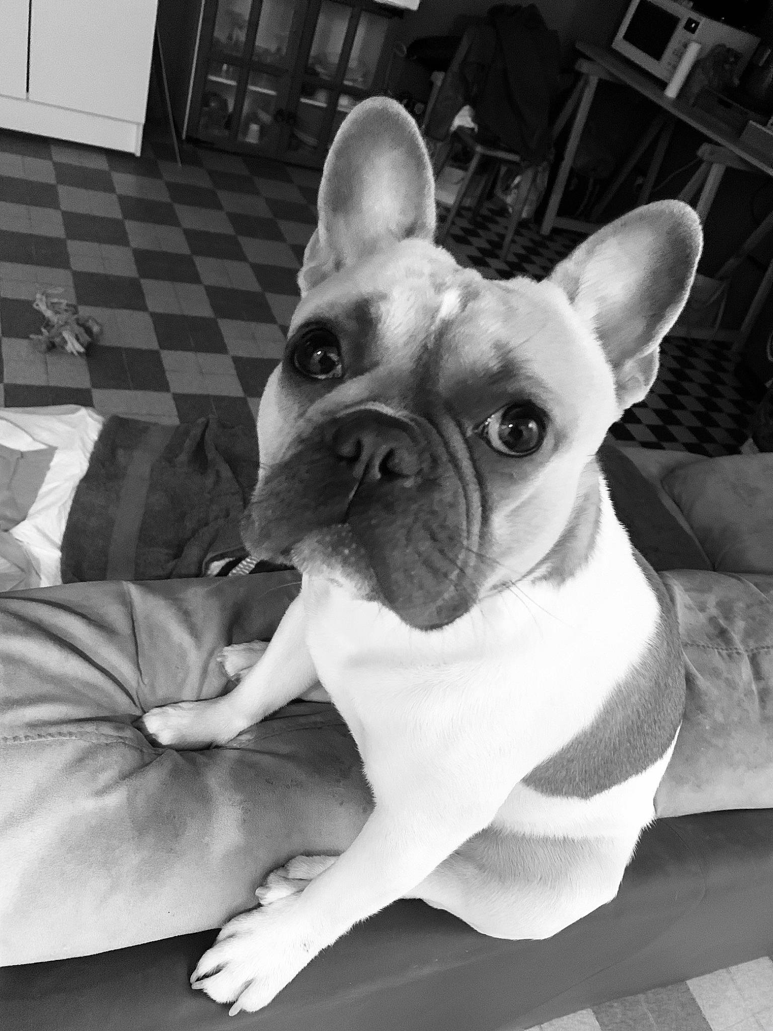 Padawan a rejoint le concours — aidez-le/la à gagner de superbes lots ! boston_terrier, bulldog, canidae, carnivore, companion_dog, dog, dog_breed, fawn, french_bulldog, home_accessories, living_room, non_sporting_group, skin, snout, terrestrial_animal, toy_dog, vertebrate, whiskers, working_animal