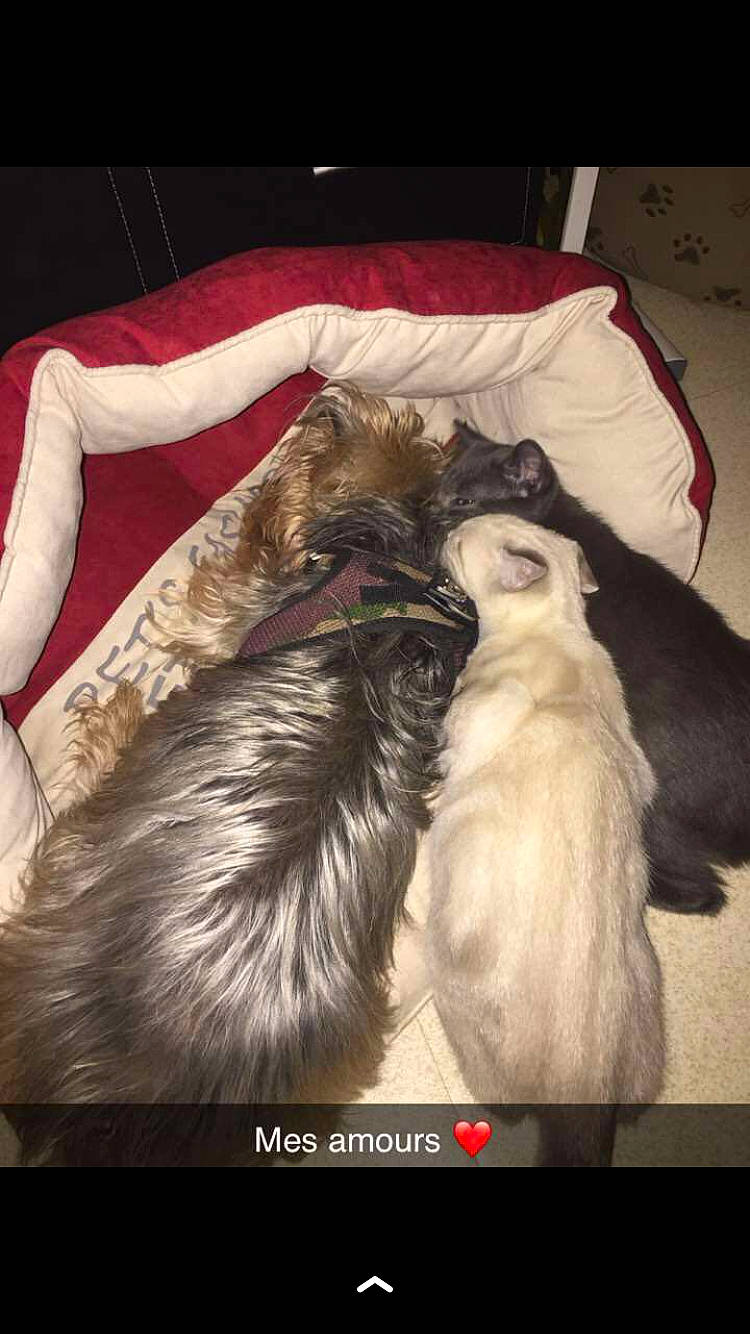 Annibal a rejoint le concours — aidez-le/la à gagner de superbes lots ! carnivore, comfort, companion_dog, dog, dog_breed, dog_supply, felidae, fur, liver, nap, small_terrier, small_to_medium_sized_cats, terrier, toy_dog, whiskers, working_animal