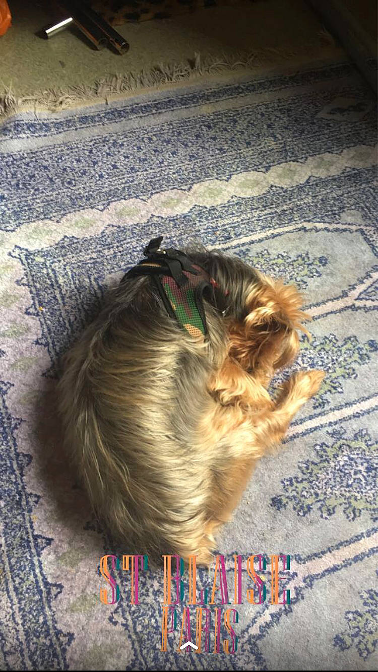 Annibal a rejoint le concours — aidez-le/la à gagner de superbes lots ! canidae, carnivore, cat, comfort, companion_dog, dog, dog_breed, fawn, felidae, flooring, fur, hardwood, liver, small_to_medium_sized_cats, snout, sporting_group, tail, terrestrial_animal, whiskers, wood