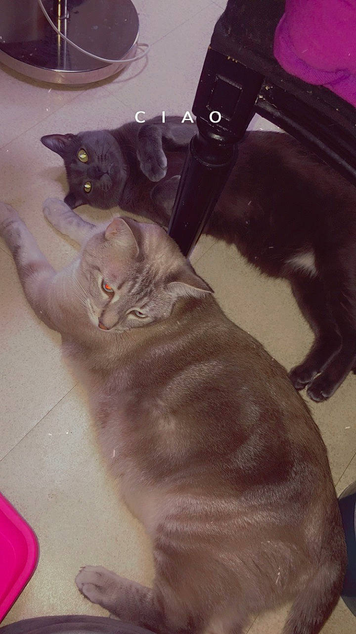 Fendi a rejoint le concours — aidez-le/la à gagner de superbes lots ! carnivore, cat, domestic_short_haired_cat, fawn, felidae, flesh, fur, gesture, human_leg, liver, nail, paw, selfie, small_to_medium_sized_cats, snout, tail, whiskers, working_animal