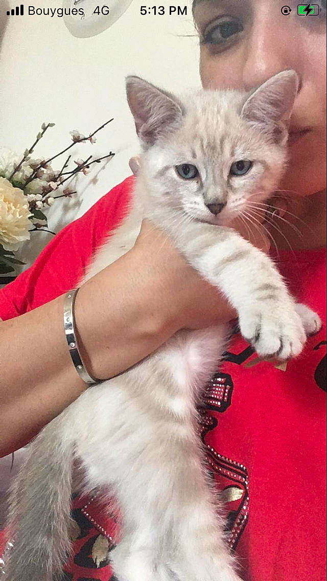 Fendi participe au concours pour gagner de l'argent avec cette photo : carnivore, cat, claw, domestic_short_haired_cat, fashion_accessory, fawn, felidae, fur, gesture, jewellery, paw, photo_caption, sitting, small_to_medium_sized_cats, tail, whiskers