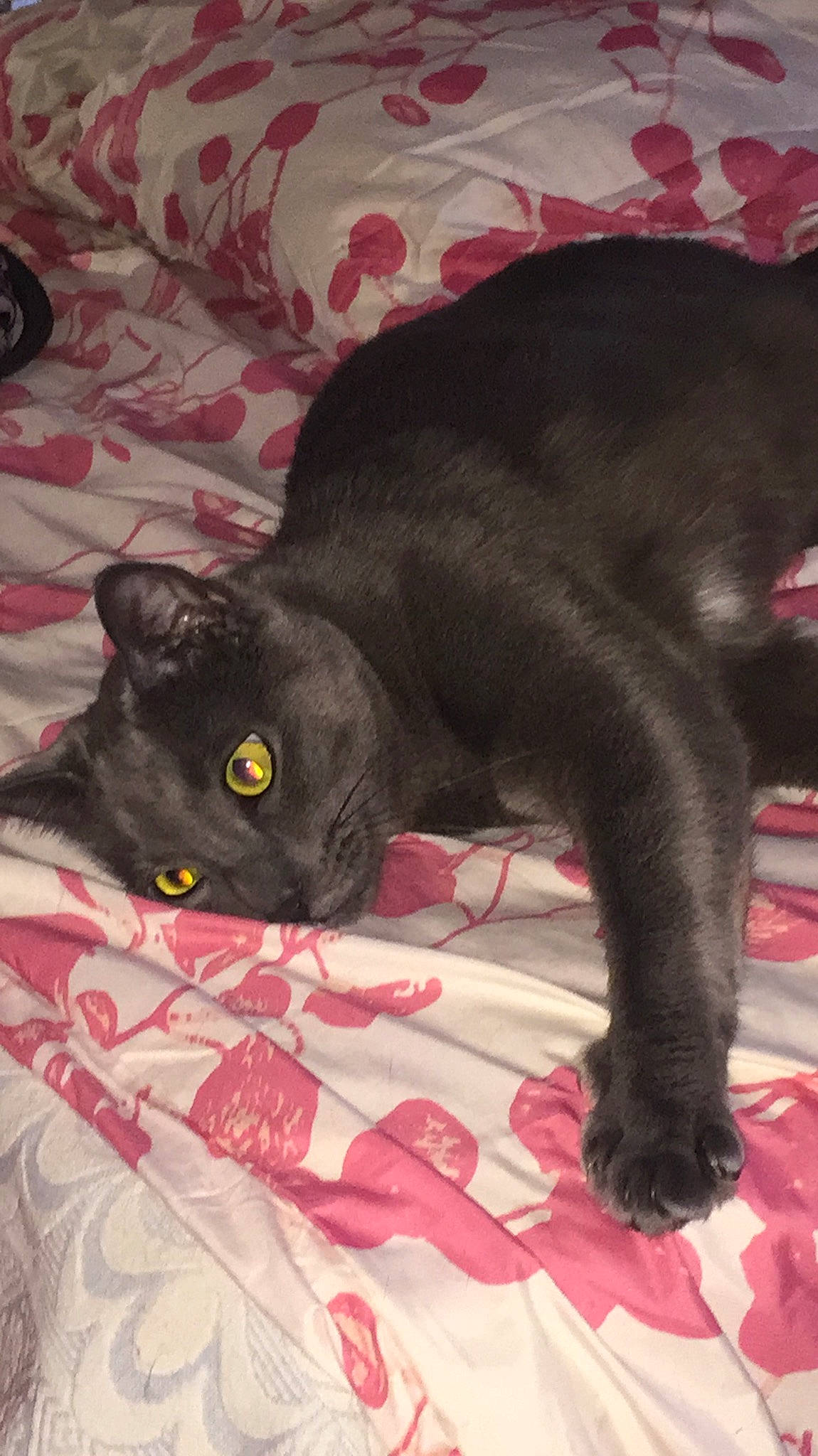 Gucci participe au concours pour gagner de l'argent avec cette photo : black_cat, bombay, carnivore, cat, cat_supply, claw, comfort, domestic_short_haired_cat, felidae, fur, grey, linens, magenta, mammal, small_to_medium_sized_cats, snout, tail, terrestrial_animal, vertebrate, whiskers