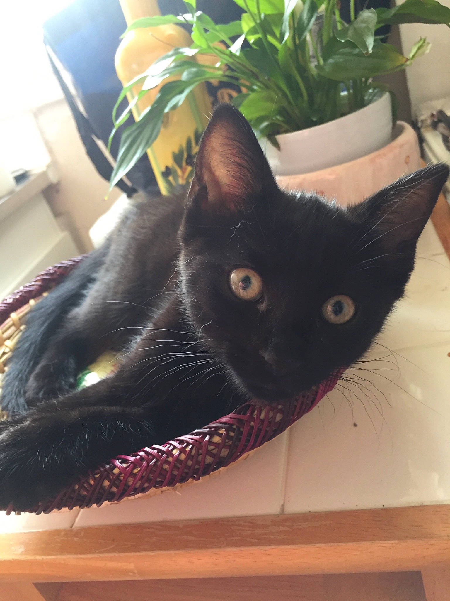 Nüssa participe au concours pour gagner de l'argent avec cette photo : black_cat, bombay, carmine, carnivore, cat, chair, comfort, domestic_short_haired_cat, felidae, flowerpot, fur, houseplant, paw, plant, room, small_to_medium_sized_cats, snout, tail, whiskers, window