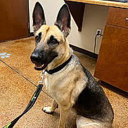 Bailey is registered to the contest to win money with this photo: dog, german_shepherd, indoor, leash, floor, door, desk, tissue_box, statue, pet, animal, sitting, brown, black, tan, ears, collar, happy, waiting, office
