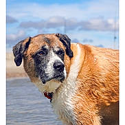 Beare is registered to the contest to win money with this photo: animal, beach, brown_fur, calm, canine, clouds, collar, daylight, dog, looking_away, nature, outdoor, pet, portrait, reflection, sky, summer, water, wet_fur, white_fur
