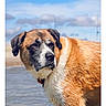 animal, beach, brown_fur, calm, canine, clouds, collar, daylight, dog, looking_away, nature, outdoor, pet, portrait, reflection, sky, summer, water, wet_fur, white_fur