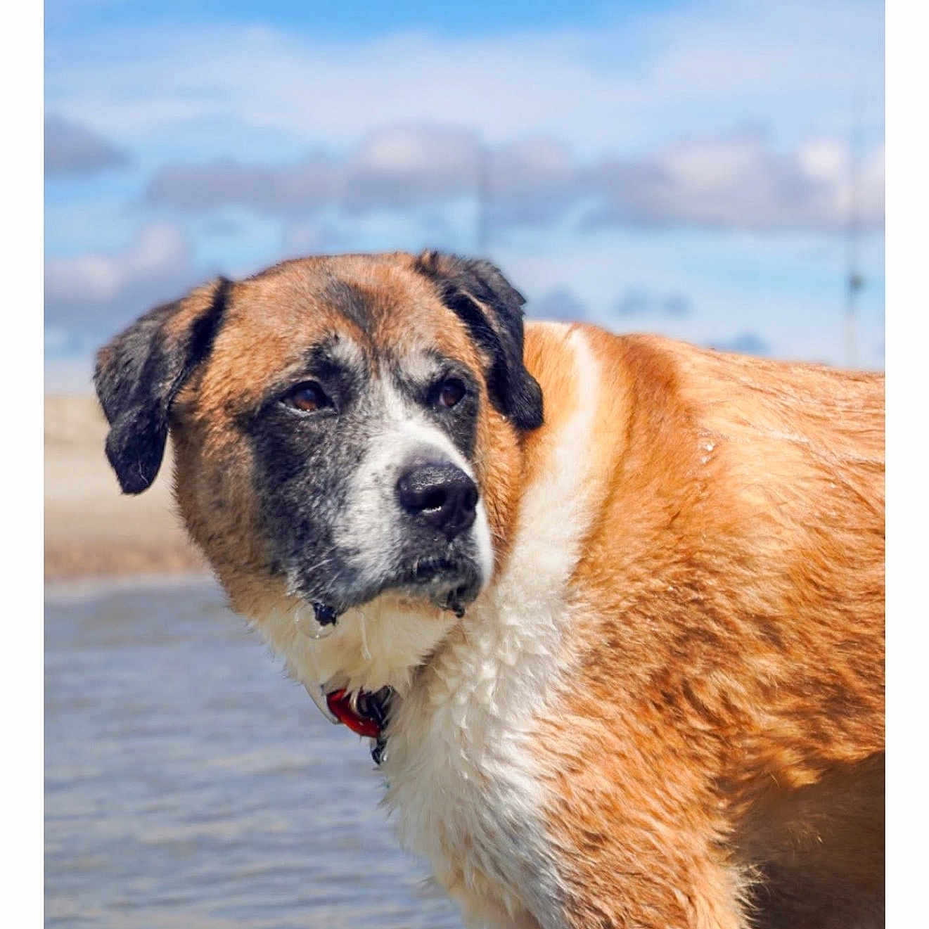 Beare is registered to the contest to win money with this photo: animal, beach, brown_fur, calm, canine, clouds, collar, daylight, dog, looking_away, nature, outdoor, pet, portrait, reflection, sky, summer, water, wet_fur, white_fur
