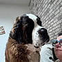Ruby a rejoint le concours — aidez-le/la à gagner de superbes lots ! dog, saint_bernard, person, glasses, indoor, brick_wall, fleece_jacket, white_wall, radiator, closeup, pet, mammal, companion, looking, cozy, fur, large_dog, portrait, side_view, affection