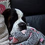 Ruby a rejoint le concours — aidez-le/la à gagner de superbes lots ! dog, sleeping, blanket, hearts, cozy, couch, fur, pet, resting, snuggle, indoor, black_and_white_dog, soft_texture, comfort, relaxation, home, animal, closeup, cute, napping