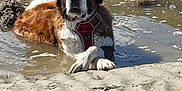 Ruby participe au concours pour gagner de l'argent avec cette photo : dog, st_bernard, water, beach, sand, paws, crossed_paws, outdoor, nature, relaxed, large_dog, canine, muddy, wet, sunlight, animal, pet, mammal, summer, recreation