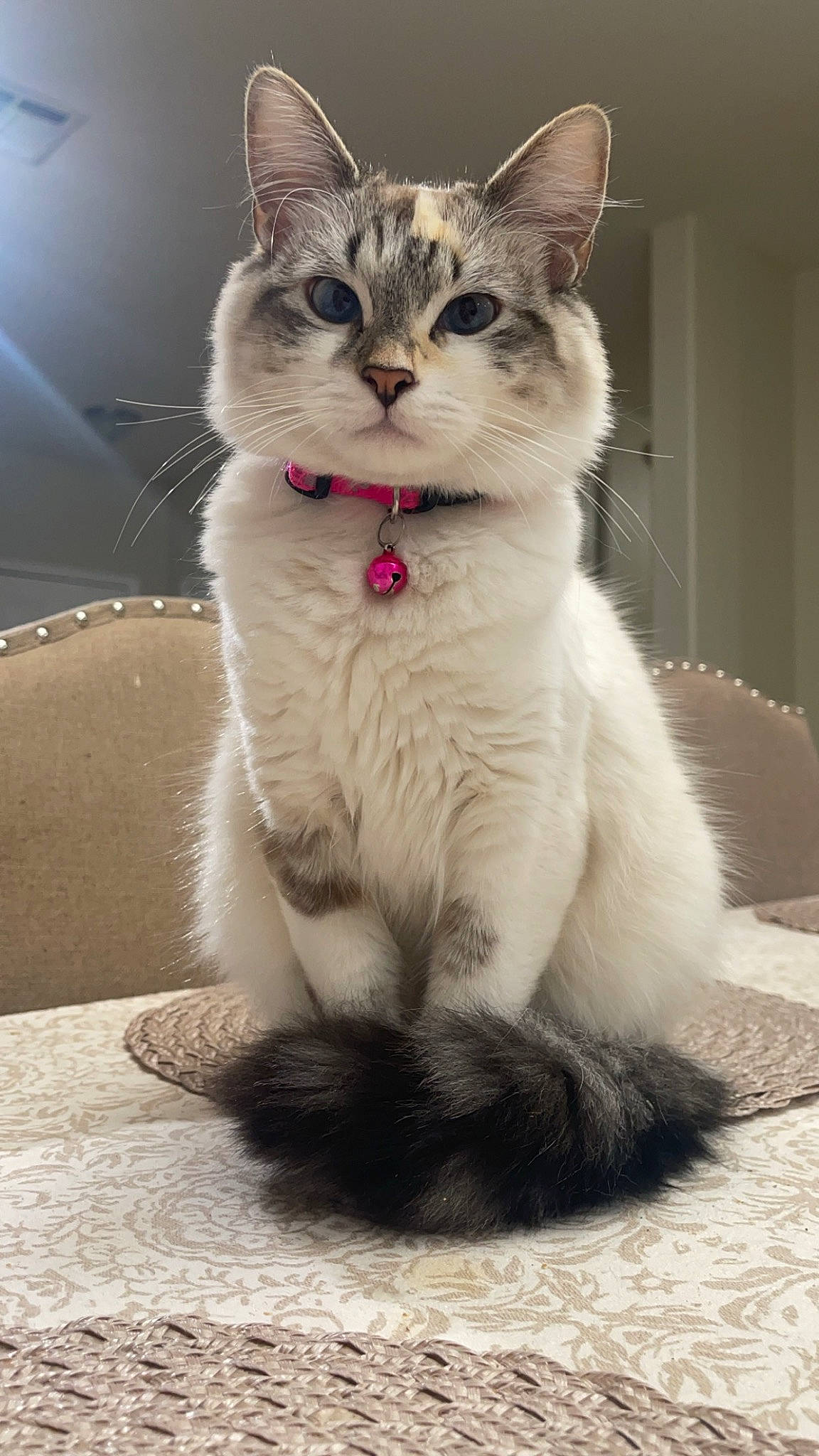 Tallulah joined the competition — help win amazing prizes! carnivore, cat, claw, collar, domestic_short_haired_cat, felidae, fur, paw, sitting, small_to_medium_sized_cats, snout, tail, whiskers, window
