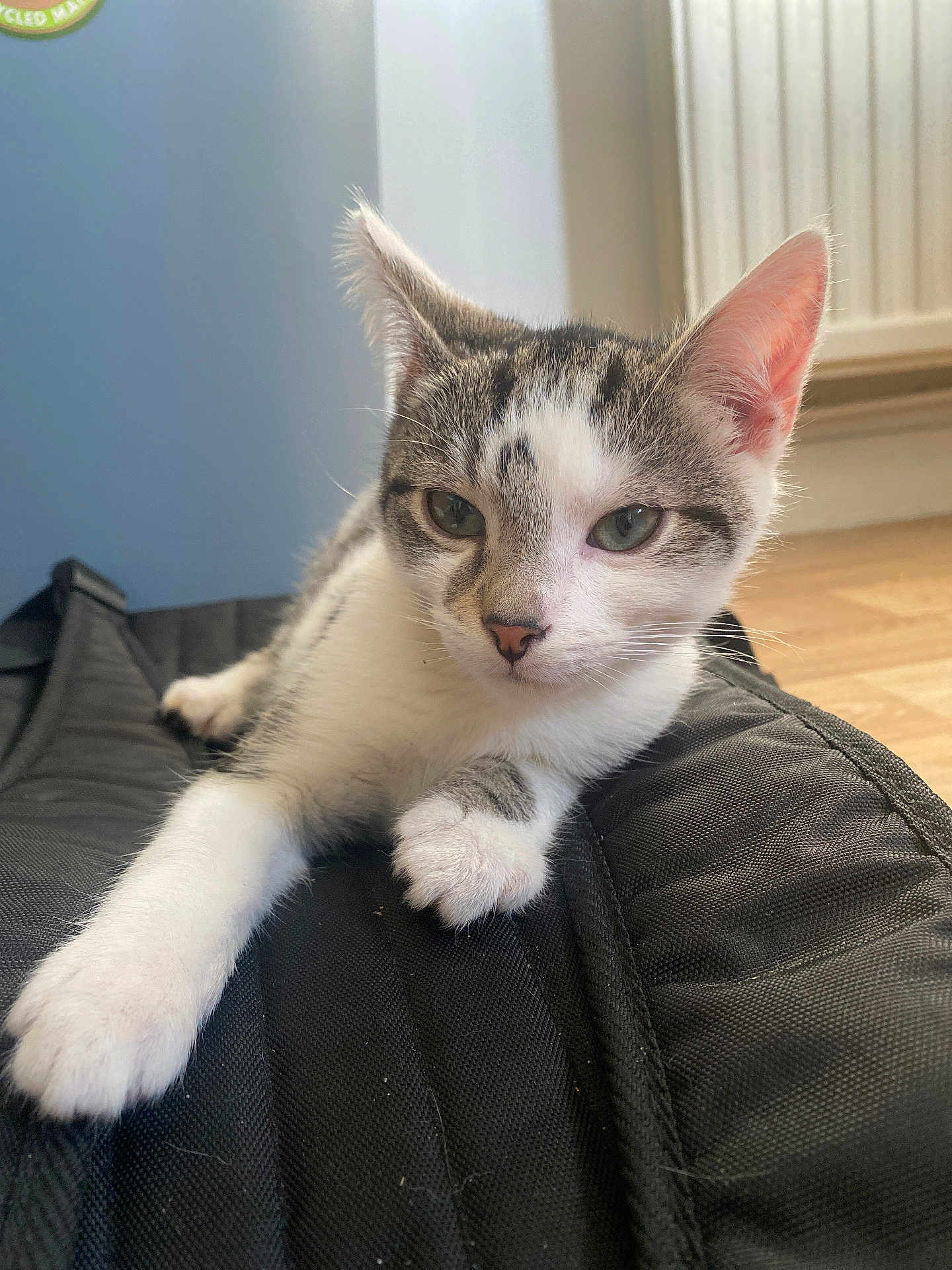 Gojo participe au concours pour gagner de l'argent avec cette photo : abyssinian, accessories, angora, animal, cat, couch, furniture, hardwood, indoors, kitten, manx, pet, siamese, strap, wood