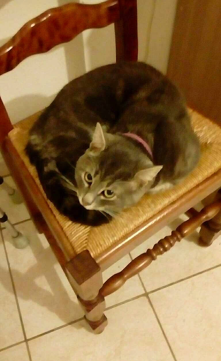 Gino a rejoint le concours — aidez-le/la à gagner de superbes lots ! american_shorthair, asian, carnivore, cat, cat_bed, chartreux, domestic_short_haired_cat, european_shorthair, felidae, kitten, korat, russian_blue, small_to_medium_sized_cats, tail, whiskers