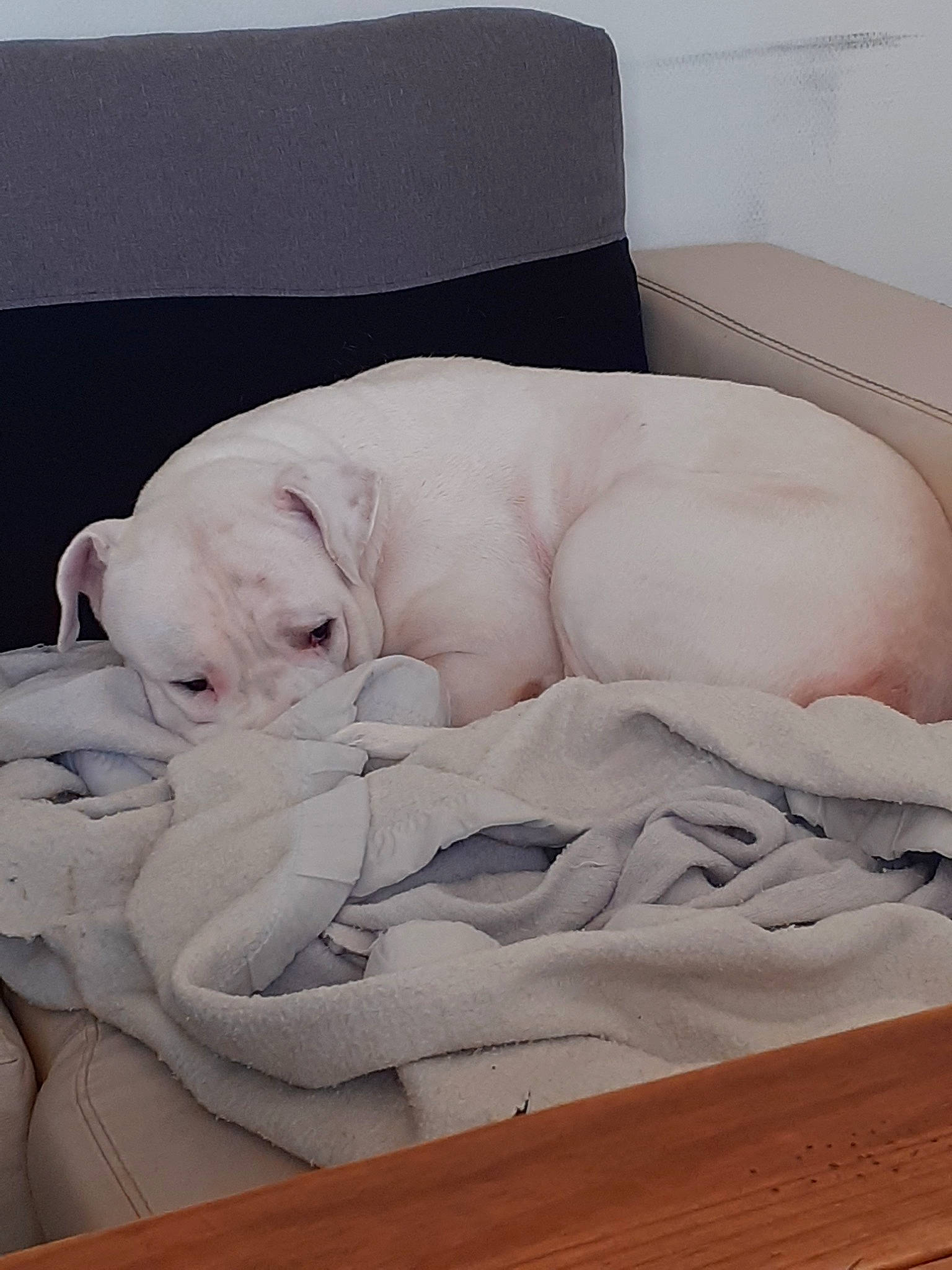 Fantôme participe au concours pour gagner de l'argent avec cette photo : american_bulldog, bedtime, boxer, bulldog, canidae, carnivore, comfort, companion_dog, dog, dog_breed, dogo_argentino, fawn, furniture, guard_dog, nap, non_sporting_group, puppy, sleep, white_english_bulldog