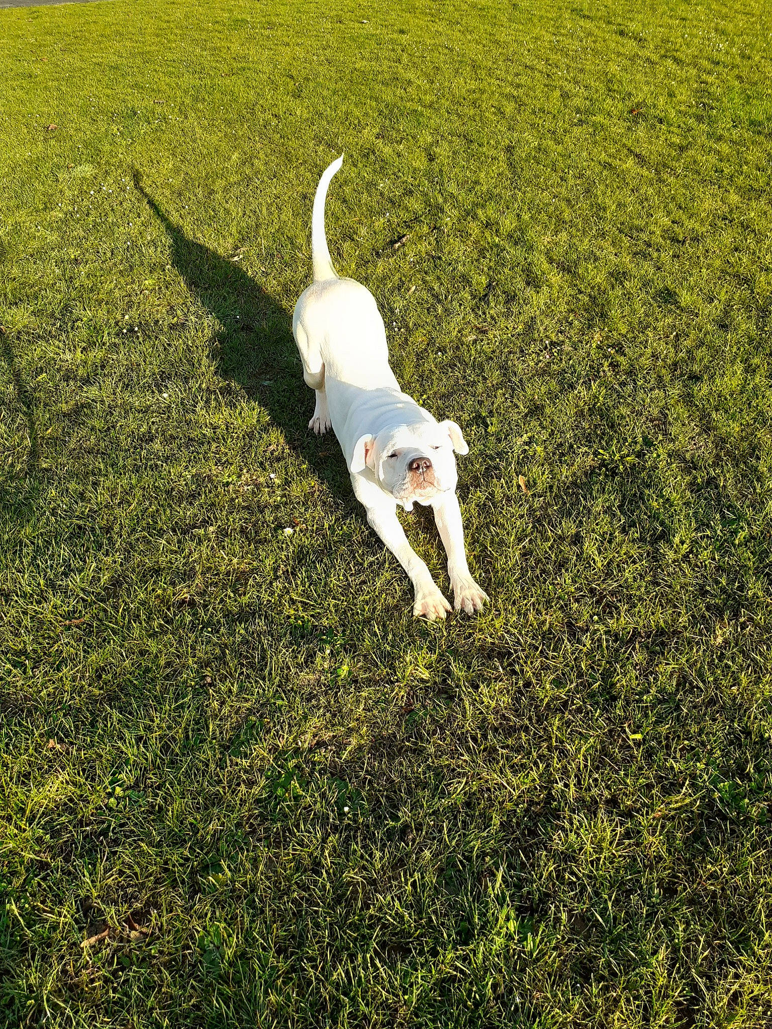 Fantôme participe au concours pour gagner de l'argent avec cette photo : canidae, carnivore, dog, dog_breed, grass, grassland, green, lawn, lurcher, meadow, pasture, plant, pointer, sighthound, sporting_group, tail, whippet